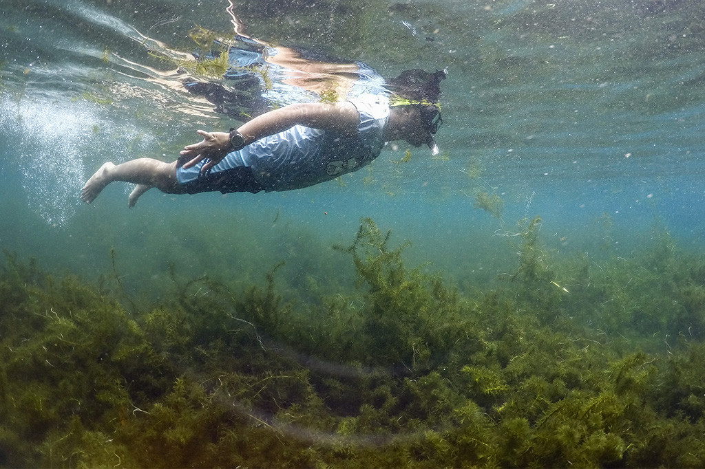 Wisatawan menyelam di mata air Cisaladah, Cikalongwetan, Kabupaten Bandung Barat, Jawa Barat.