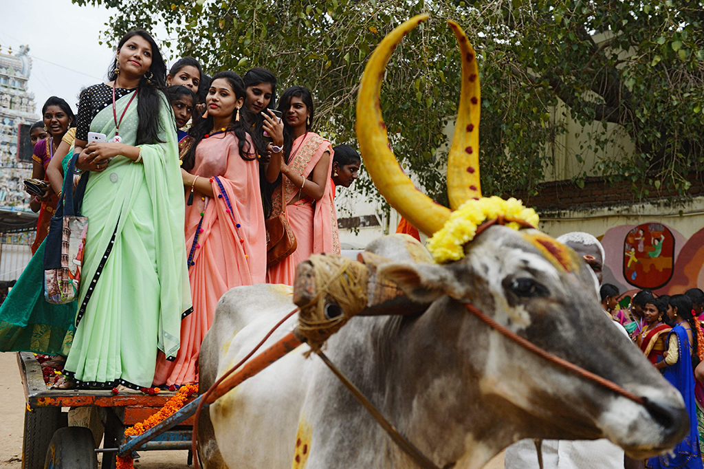 Wanita India naik kereta banteng saat festival panen Tamil. Perayaan ini dilakukan selama empat hari berturut-turut. 