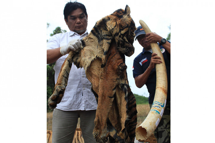 Petugas memperlihatkan barang bukti kulit harimau sumatera dan gading gajah sumatera hasil operasi penegakan hukum sebelum dilakukan pemusnahan satwa di lindungi di Medan, Sumatera Utara, Rabu, 10 Januari 2018.