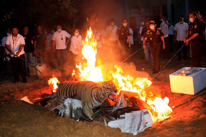 Barang bukti yang dimusnahkan di antaranya sebuah cula badak, 350 lembar kulit ular, sebuah offset harimau sumatera, dua ekor kulit harimau sumatera dan dua buah gading gajah sumatera.