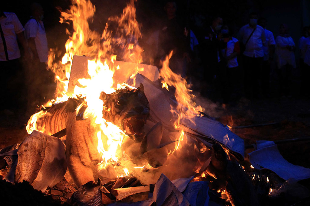 Barang bukti satwa dilindungi tersebut merupakan hasil operasi penegakan hukum BKSDA Sumut dengan Balai Gakkum LHK Wilayah I Sumatera dan Polda Sumut.