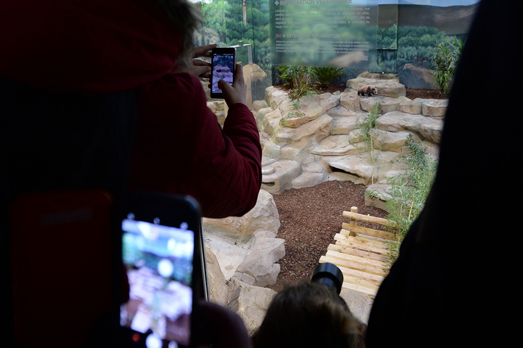 Tingkah lucu panda ini lantas membuat seluruh pengunjung gemas dan mengabadikan kelucuannya lewat kamera telepon genggam.