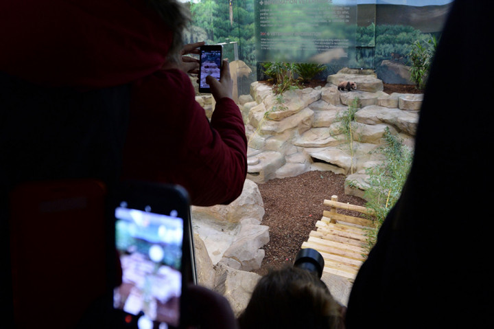 Tingkah lucu panda ini lantas membuat seluruh pengunjung gemas dan mengabadikan kelucuannya lewat kamera telepon genggam.