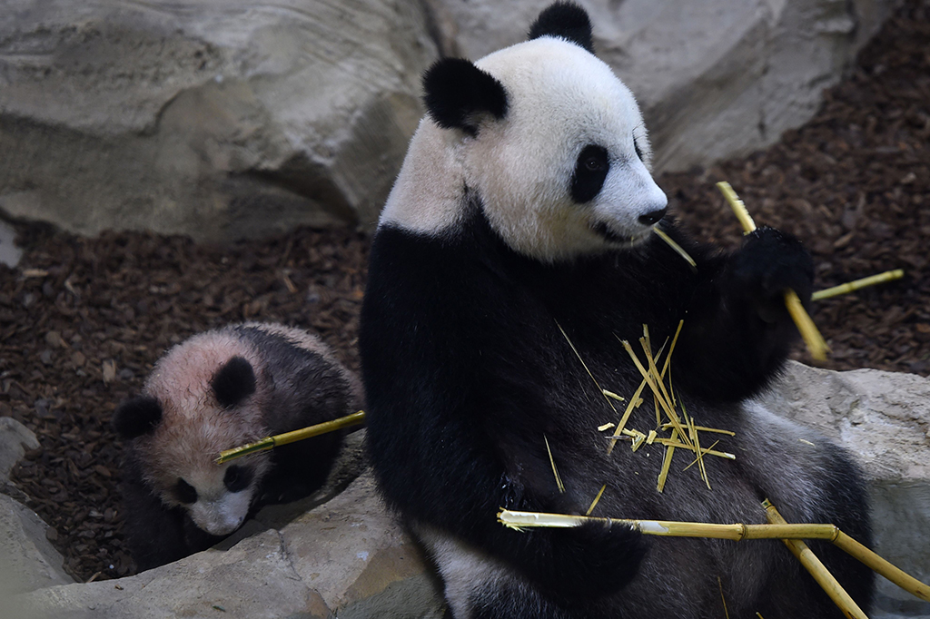 Bayi ini merupakan anak dari dua ekor panda yang tiba di kebun binatang Beauval pada 2012, sebagai pinjaman dari Tiongkok dalam program reproduksi. Yuan Meng lahir melalui proses inseminasi buatan.