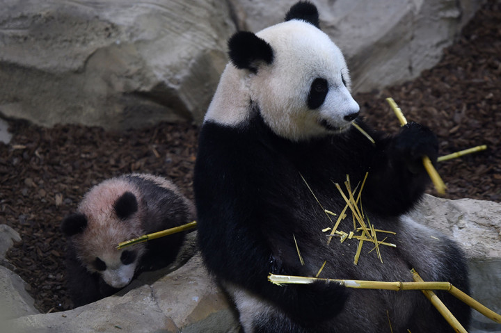 Bayi ini merupakan anak dari dua ekor panda yang tiba di kebun binatang Beauval pada 2012, sebagai pinjaman dari Tiongkok dalam program reproduksi. Yuan Meng lahir melalui proses inseminasi buatan.
