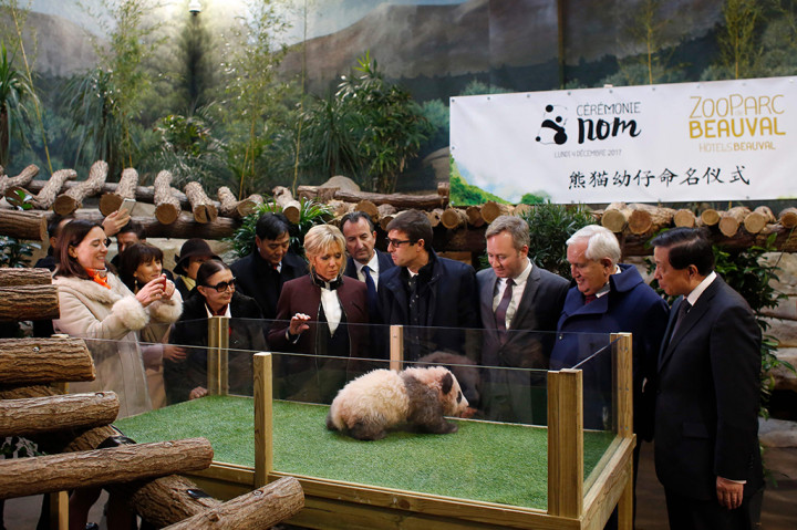 Tiongkok telah mengirimkan panda-panda ke beberapa negara, termasuk Indonesia. Hewan tersebut dianggap sebagai simbol hubungan diplomatik yang erat. 