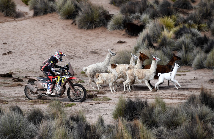 Banyak hal menarik sepanjang perjalanan. Seperti beradu cepat dengan kawanan llama. Llama adalah hewan endemik pegunungan Andes  yang terhitung 'sepupu' dengan unta.