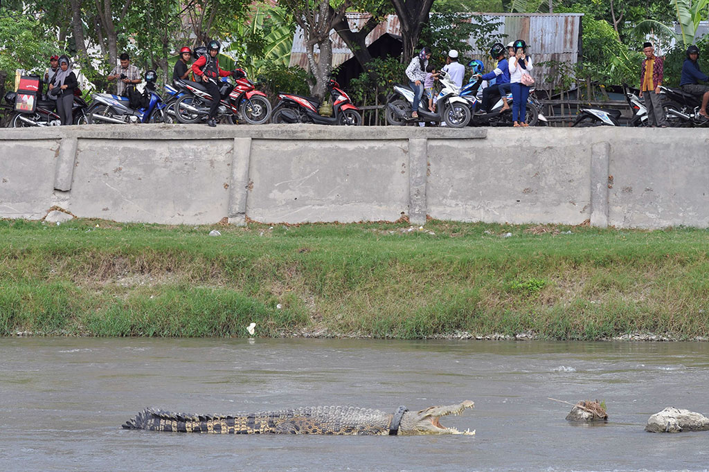 Buaya berkalung ban bekas tersebut sering menjadi tontonan dan objek foto warga sekitar.