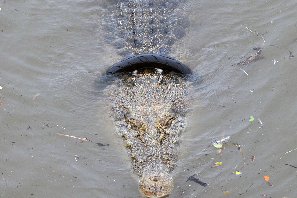 Untuk menyelamatkan buaya dari cekikan ban tersebut pihak berwenang kini telah membuat perangkap dari besi. 