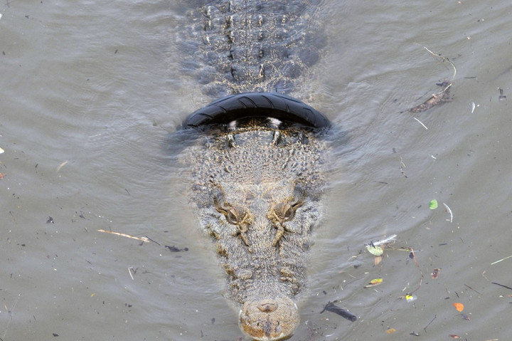 Untuk menyelamatkan buaya dari cekikan ban tersebut pihak berwenang kini telah membuat perangkap dari besi. 