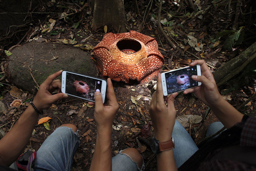 Pengunjung mengabadikan momen mekarnya bunga Rafflesia arnoldii dengan kelopak tujuh di habitat rafflesia Padang Guci, Kaur, Bengkulu, Rabu, 17 Januari 2018. ANTARA FOTO/David Muharmansyah