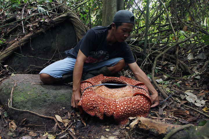 Bunga langka tersebut mekar sempurna dengan lebar 85 cm. Rafflesia arnlodii memiliki waktu mekar sempurna kurang dari satu minggu. AFP PHOTO/Diva Marha