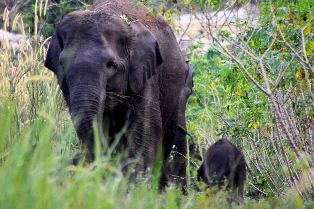 Kelahiran bayi gajah tersebut terpantau oleh pegiat pemerhati satwa yang menjadi mitra Balai Besar Konservasi Sumber Daya Alam (BBKSDA) Riau, Rimba Satwa Foundation (RSF). RSF memberi nama induk gajah yang diperkirakan berusia sekitar 40 tahun itu Seruni.