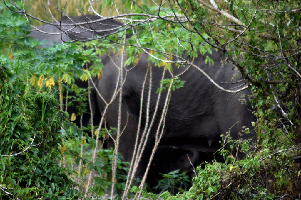 RSF yang pertama kali menemukan kelahiran tersebut berdasarkan jejak kaki gajah kecil sekitar 4 hari lalu. Mereka memperkirakan waktu kelahirannya terjadi sekitar 1 minggu ini.