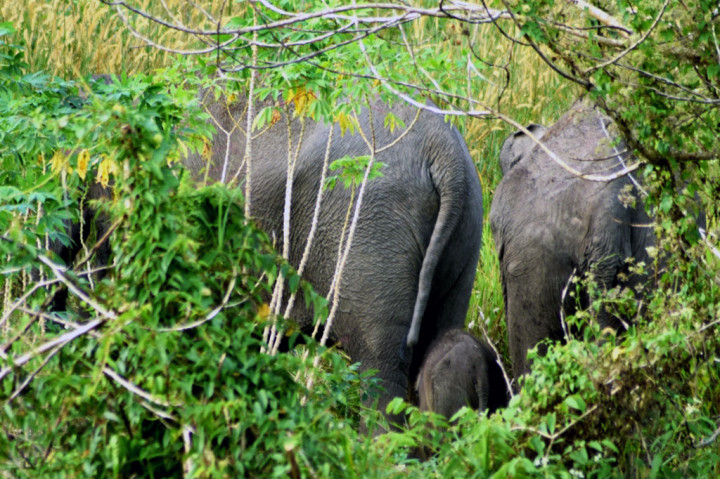 Bayi gajah tersebut terlihat lincah dan sehat. Akan tetapi, hingga kini BBKSDA Riau belum berhasil mengidentifikasi jenis kelaminnya.