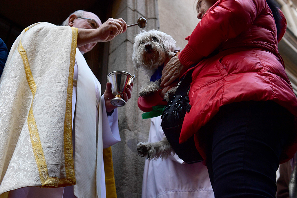 Seekor anjing sedang diberkati di luar Gereja San Anton di Madrid, Spanyol.