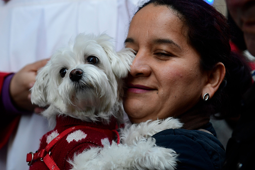 Pemberkatan ini dipercaya bisa memberikan kesehatan dan kesejahteraan bagi hewan serta pemiliknya. 
