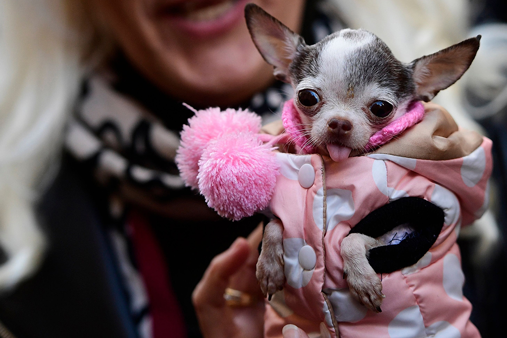 Hewan yang akan menjalani pemberkatan tampak tampil dengan busana-busana yang unik. Salah satunya anjing ini. 