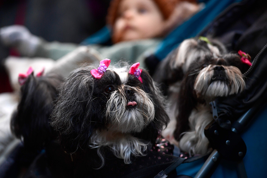 Anjing yang tengah menunggu pemberkatan di luar gereja San Anton di Malaga.