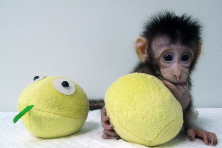 Dua monyet ekor panjang (Macaca fascicularis) bernama Hua Hua dan Zhong Zhong lahir di Chinese Academy of Sciences (CAS) Institute of Neuroscience, Shanghai. Mereka menjadi primata pertama yang dikloning dari sel non-embrio.