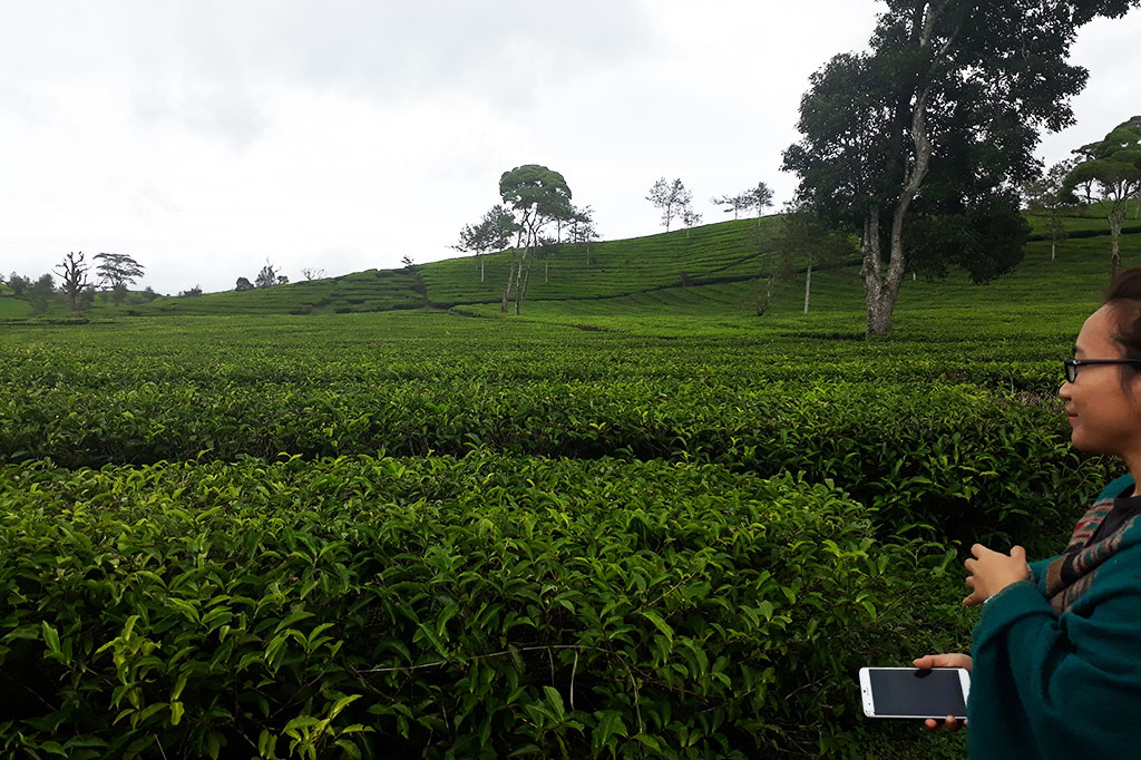 Keindahan kebun teh Malabar tidak diragukan lagi. Berada di ketinggian 1.550 m di atas permukaan laut dengan suhu 16-26 derajat celcius, Anda dapat melihat hamparan teh hijau bagaikan permadani. Jarak yang ditempuh hanya sekitar 45 km ke sebelah selatan Kota Bandung atau sekitar 2 jam saja.