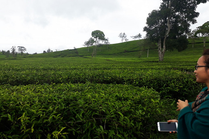 Keindahan kebun teh Malabar tidak diragukan lagi. Berada di ketinggian 1.550 m di atas permukaan laut dengan suhu 16-26 derajat celcius, Anda dapat melihat hamparan teh hijau bagaikan permadani. Jarak yang ditempuh hanya sekitar 45 km ke sebelah selatan Kota Bandung atau sekitar 2 jam saja.
