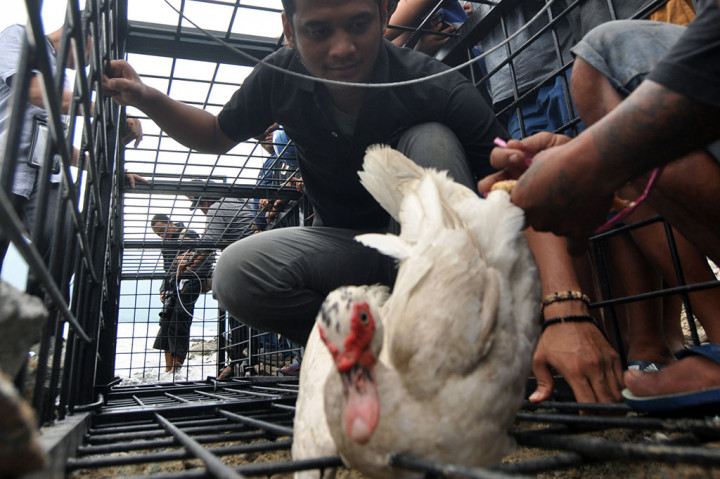 Relawan memasang itik sebagai umpan di dalam perangkap saat upaya penyelamatan buaya terjerat ban sepeda motor di Pantai Teluk Palu, Sulawesi Tengah, Jumat, 26 Januari 2018.