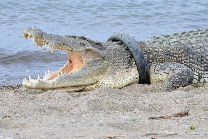 Satwa dilindungi dengan panjang sekitar empat meter itu sudah terjerat ban selama lebih dari satu tahun sejak pertama kali terlihat pada 20 September 2016.