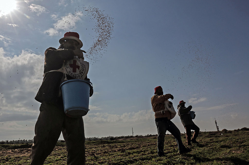 Petani Palestina menebar benih bantuan dari Komite Palang Merah Internasional (ICRC) di zona perbatasan Israel dan Jalur Gaza, pinggiran Kota Rafah, Selasa, 30 Januari 2018. Pertanian di Jalur Gaza untuk pertama kalinya diperbolehkan sejak 2006.