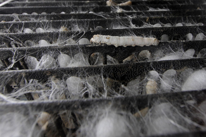 Di Rumah Sutera ini pengunjung bisa mengetahui segala seluk beluk tentang sutera. Sutera sendiri merupakan serat protein alami yang dapat ditenun menjadi tekstil, jenis sutera yang paling umum adalah sutera dari kepompong yang dihasilkan larva ulat sutera murbei (Bombyx mori) yang diternak.