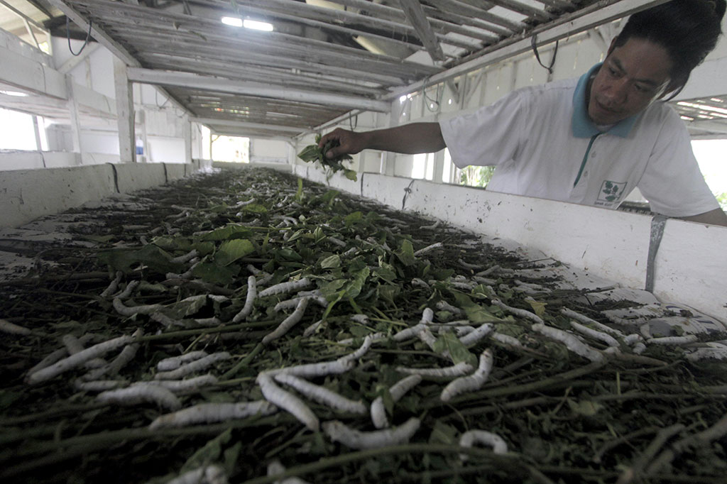Untuk menghasilkan sutera yang baik diperlukan ulat yang makan daun murbei. Tahap awal penangkaran bermula dari penetasan yang kemudian menjadi larva, setelahnya berubah menjadi ulat hingga menjadi kepompong. Berlanjut ke proses pemintalan kepompong yang menjadi benang sampai akhirnya tahap penenunan kain. 