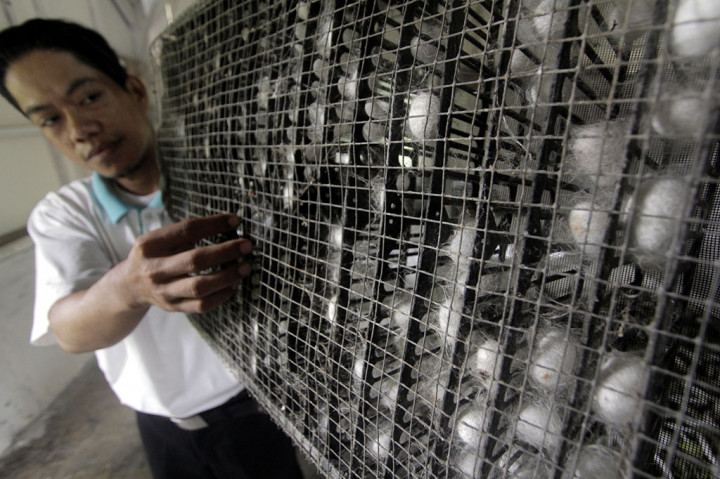 Semua prosesnya di sini, dari telur kemudian jadi ulat muda, ulat dewasa, kokon atau kepompong, hingga pupa sempurna. Kokon yang sudah siap dipintal dan ditenun hingga jadi kain siap pakai. 