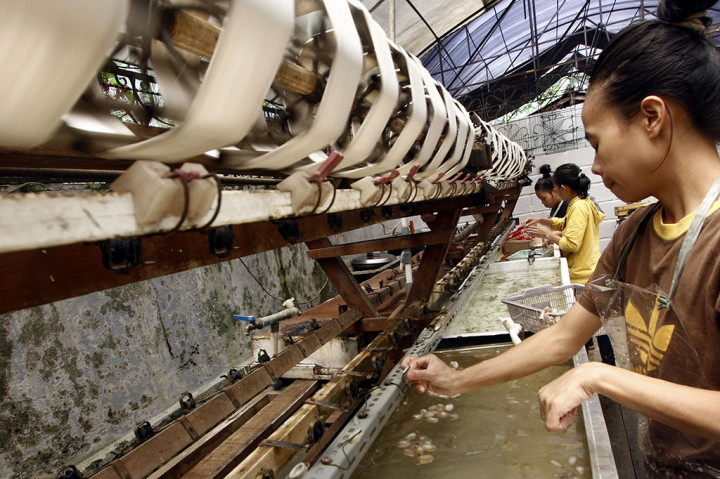 Pengunjung yang datang ke Rumah Sutera ini akan diajak melihat semua prosesnya mulai dari perkebunan tanaman murbei yang merupakan makanan ulat, hingga proses tenun.