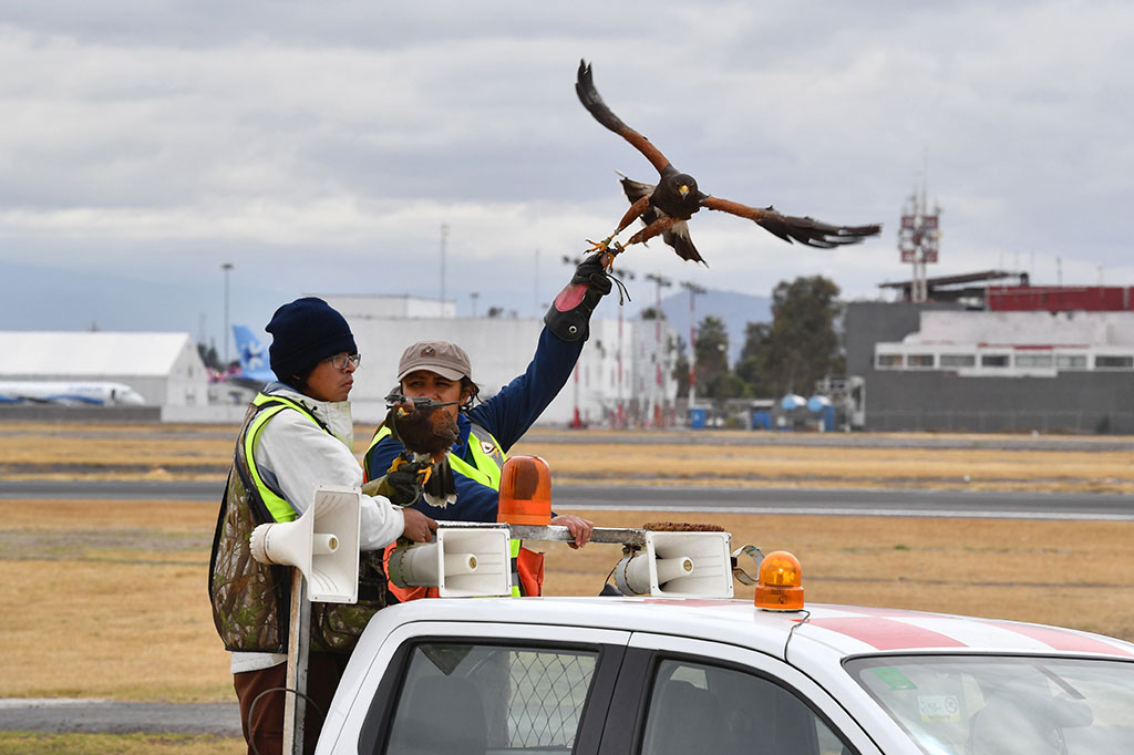Personil perusahaan Fumigation and Avian Control melatih elang pelegrine (Falco peregrinus) untuk berpatroli di landasan pacu dan ruang udara di atas Bandara Internasional Benito Juarez di Meksiko.