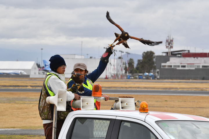 Personil perusahaan Fumigation and Avian Control melatih elang pelegrine (Falco peregrinus) untuk berpatroli di landasan pacu dan ruang udara di atas Bandara Internasional Benito Juarez di Meksiko.