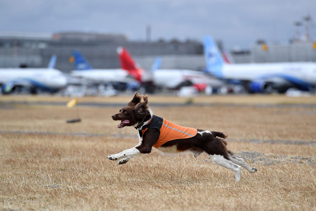 Beberapa spesies elang dan anjing dilatih untuk mengusir burung liar, tikus, dan spesies lain yang dapat membahayakan penerbangan di bandara tersebut.