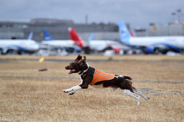 Beberapa spesies elang dan anjing dilatih untuk mengusir burung liar, tikus, dan spesies lain yang dapat membahayakan penerbangan di bandara tersebut.