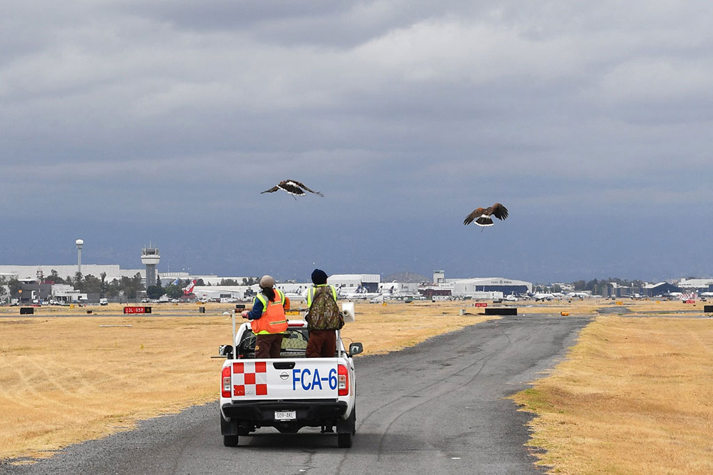 Seperti diketahui, tabrakan burung dan pesawat atau bird strike sangat fatal akibatnya dan menjadi salah satu penyebab beberapa kecelakaan dengan korban jiwa manusia. Kecelakaan pesawat akibat bird strike biasanya terjadi saat pesawat terbang di ketinggian rendah.