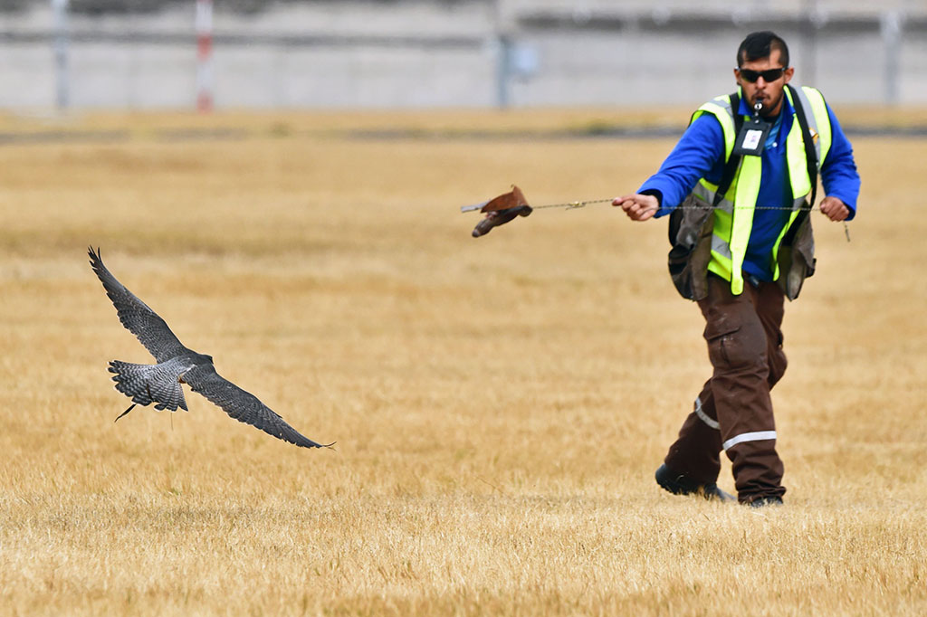 Ancaman yang paling utama pada kasus bird strike adalah pada pesawat jet atau turbojet karena bagian depan mesin pesawat terbuka untuk menyedot udara untuk pembakaran. Benda-benda yang tidak diinginkan bisa tersedot dan merusak bagian dalam mesin pesawat. Benda-benda ini disebut FOD (foreign object damage).