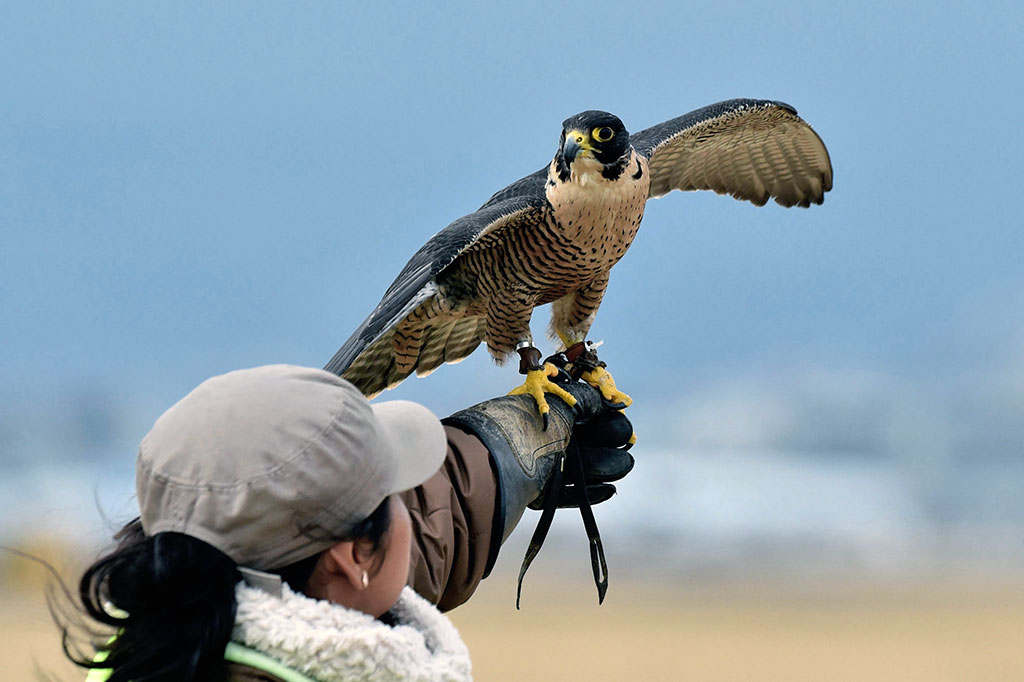 Bahaya lainnya yaitu saat burung menabrak kaca bagian depan pesawat. Dengan kecepatan tinggi, kaca pesawat dapat pecah dan sangat membahayakan penerbangan.