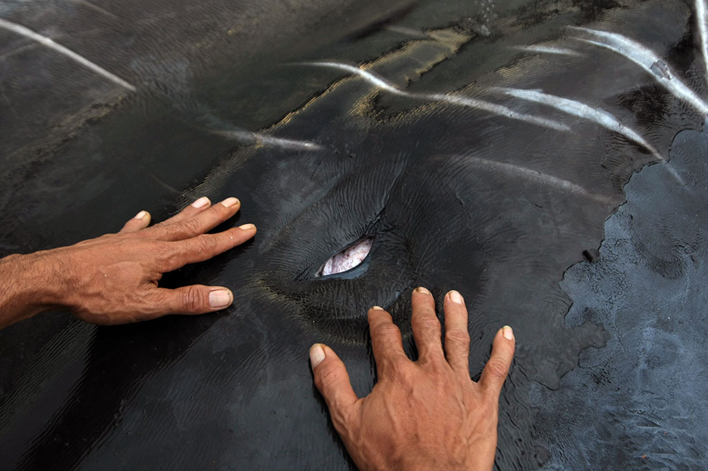 Warga mengamati mata paus sperma (Physeter macrocephalus) yang telah mati di Pantai Tompobatu, Kelurahan Tompobatu, Kecamatan Kasipute, Bombana, Sulawesi Tenggara, Kamis, 1 Februari 2018. 