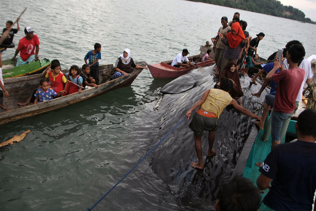 Warga berbondong-bondong melihat paus sperma yang mati di Pantai Tompobatu, Kelurahan Tompobatu, Kecamatan Kasipute, Bombana.