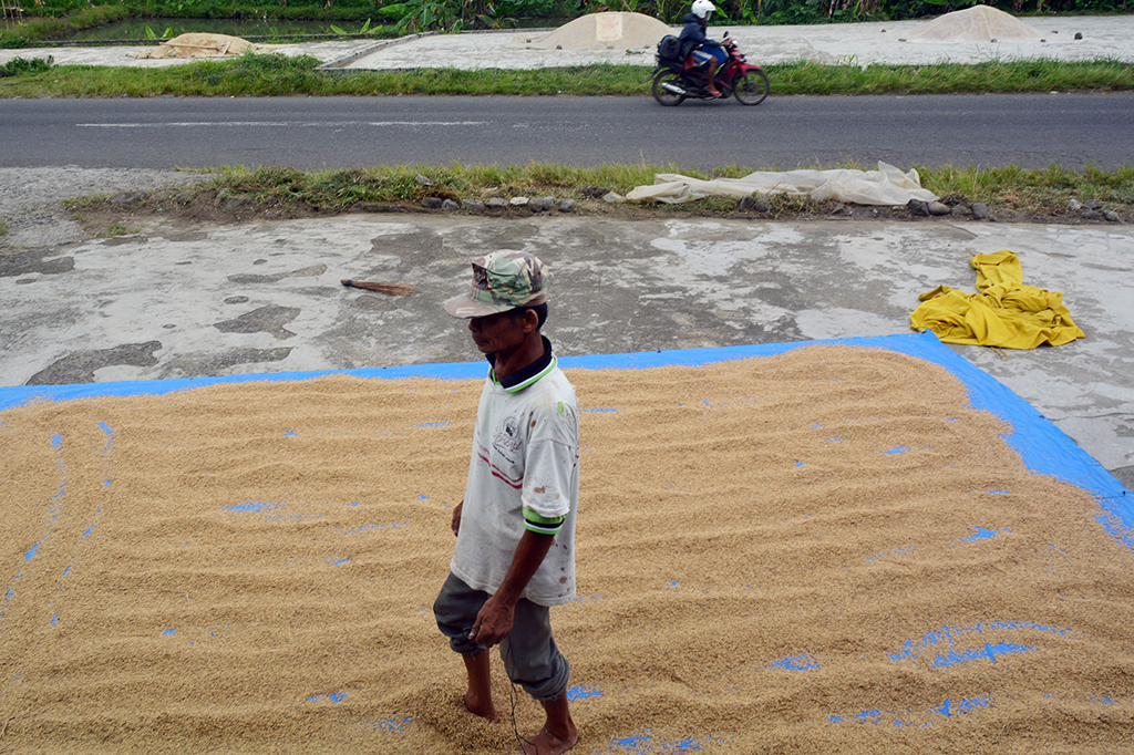Padahal, saat musim panen, setiap harinya mampu memproses hingga 4 ton. 