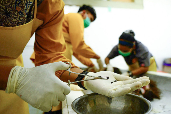 Aktivis Center for Orangutan Protection (COP) menujukkan proyektil yang dikeluarkan dari tubuh orang utan yang mati, saat dilakukan autopsi atau nekropsi pada Selasa, 6 Febrauri 2018. Bangkai orang utan tersebut ditemukan di Desa Teluk Pandan, Kabupaten Kutai Timur, Kaltim.