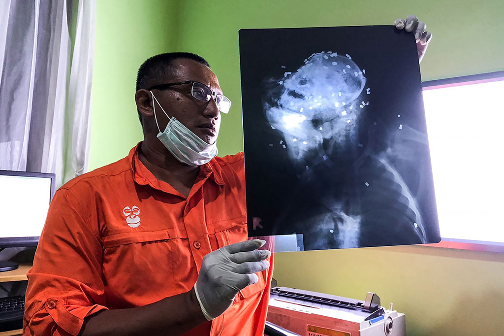 Jumlah 48 butir peluru itu masih jauh lebih sedikit dari hasil foto rontgen yang mendeteksi setidaknya ada lebih kurang 130 butir peluru yang bersarang di tubuh orang utan itu.