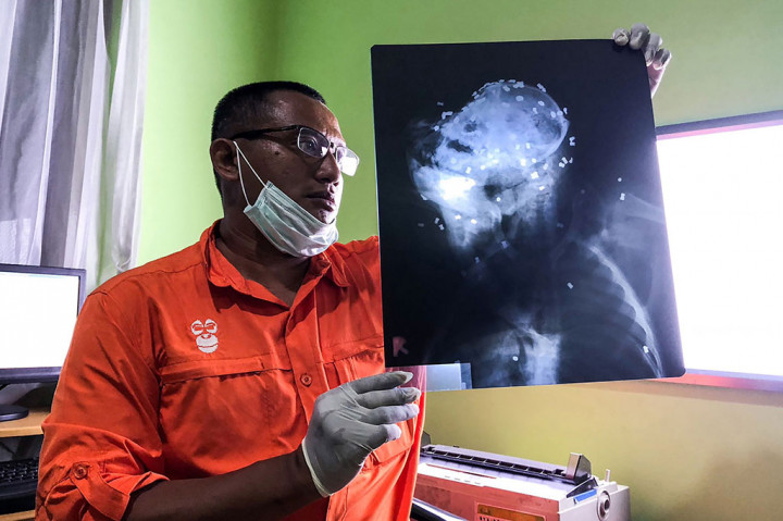 Jumlah 48 butir peluru itu masih jauh lebih sedikit dari hasil foto rontgen yang mendeteksi setidaknya ada lebih kurang 130 butir peluru yang bersarang di tubuh orang utan itu.