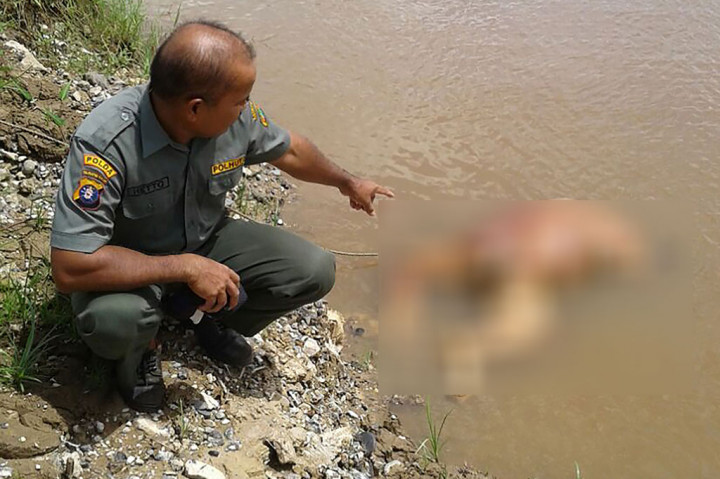 Sebelumnya, kasus pembantian orang utan juga terjadi di Kalimantan Tengah. Polisi menangkap dua pekerja perkebunan karet dan menuduh mereka menembak orang utan berkali-kali dan kemudian memenggalnya. Tubuh orang utan tanpa kepala tersebut ditemukan mengambang di Sungai Kalahien, Barito Selatan pada 15 Januari 2018 lalu.