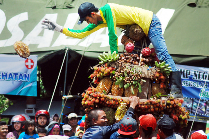 Warga berebut buah durian saat pesta durian 
