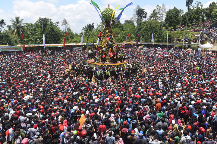 Ribuan warga saling dorong dan berdesak-desakan berebut gunungan tumpeng buah durian saat Festival Kenduren Wonosalam di Jombang, Jawa Timur. ANTARA/Zabur Karuru