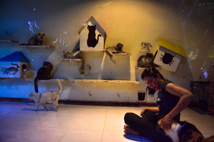 Menurut pemilik VR, Violetta Hasan Noor, VR bukan LSM, bukan komunitas, tapi lebih ke gerakan pribadi secara individu untuk menyelamatkan kucing-kucing yang terlantar, setidaknya kini ada 149 kucing yang berhasil diselamatkannya.